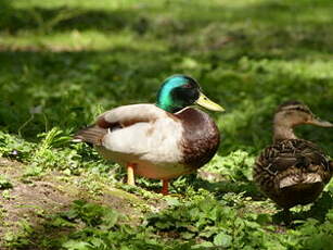 Canard colvert