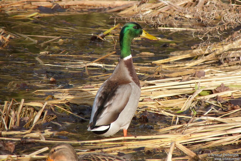 Canard colvert