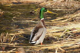 Canard colvert