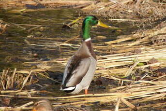 Canard colvert