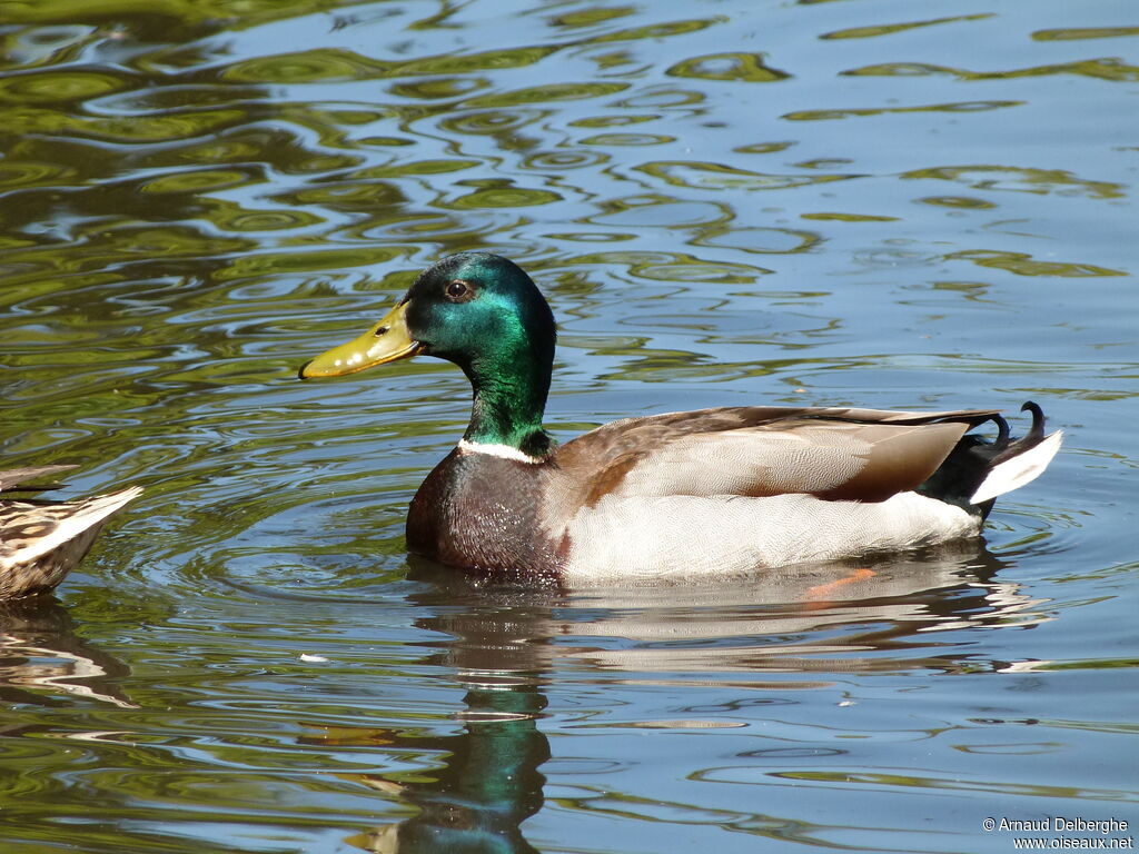 Mallard