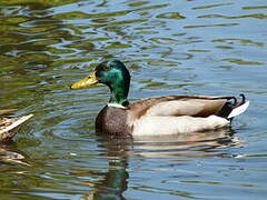 Canard colvert