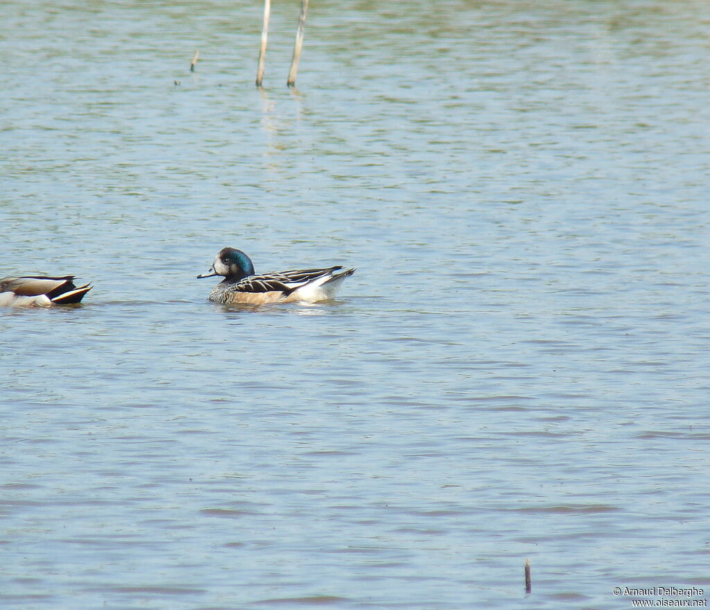 Canard de Chiloé