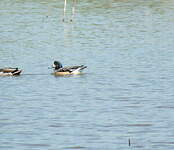 Canard de Chiloé