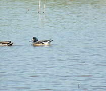 Chiloe Wigeon