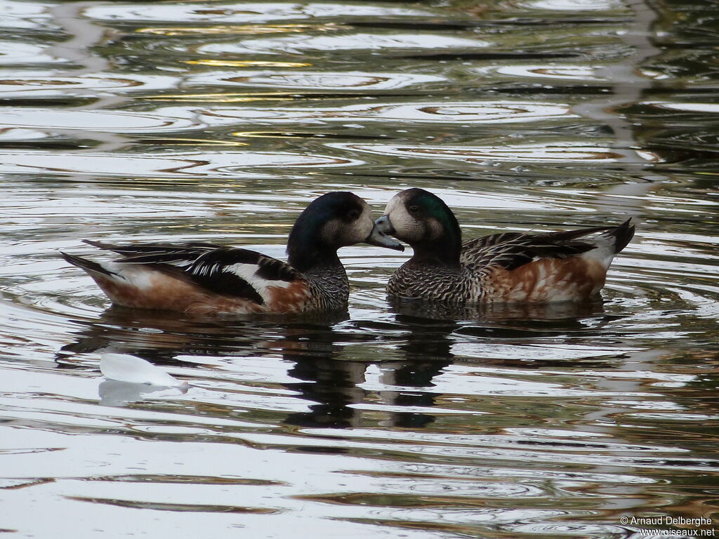 Canard de Chiloé