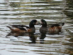 Chiloe Wigeon