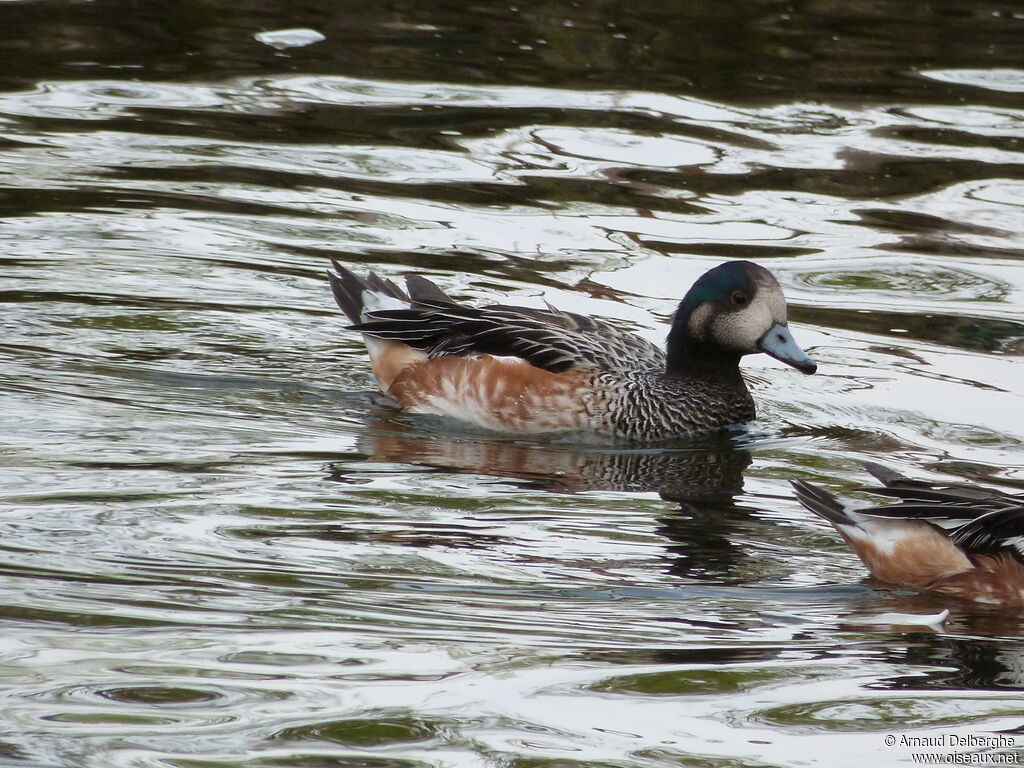 Chiloe Wigeon