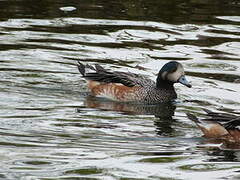 Chiloe Wigeon