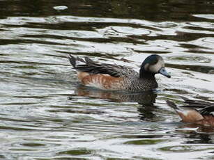 Canard de Chiloé