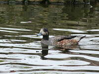 Canard de Chiloé