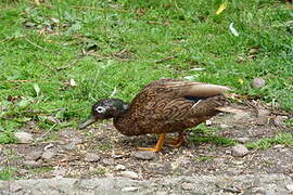 Laysan Duck