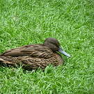 Canard de Meller