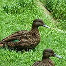 Canard de Meller