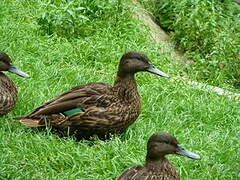 Canard de Meller