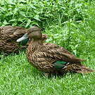 Canard de Meller