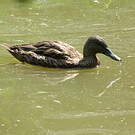 Canard de Meller