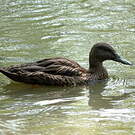 Canard de Meller