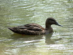 Canard de Meller