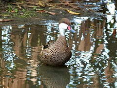 Canard des Bahamas