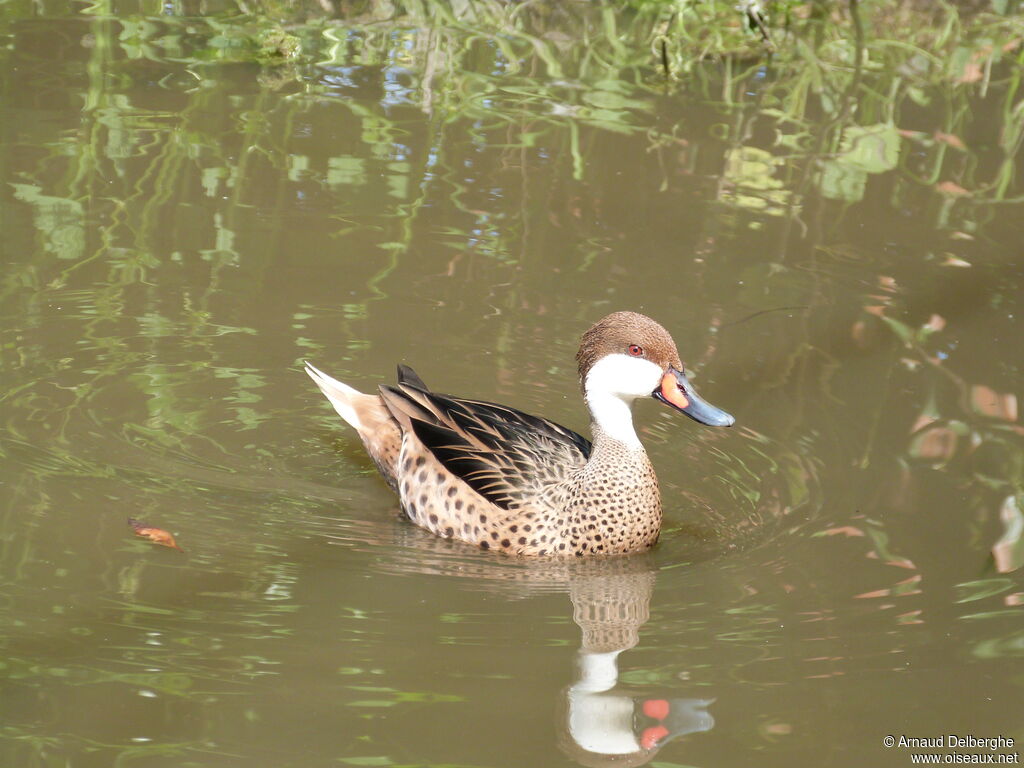 White-cheeked Pintail