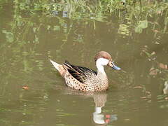 White-cheeked Pintail