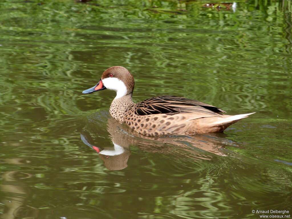 Canard des Bahamas