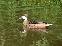 White-cheeked Pintail