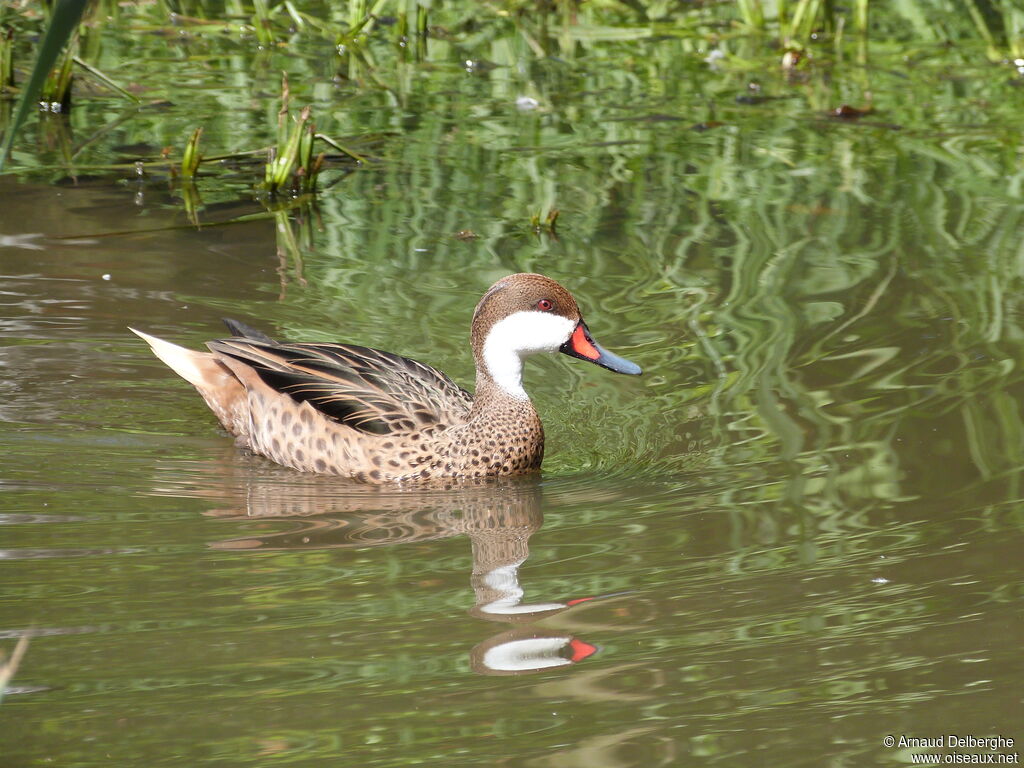 Canard des Bahamas