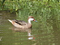 Canard des Bahamas