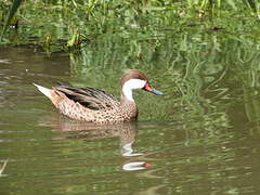 White-cheeked Pintail