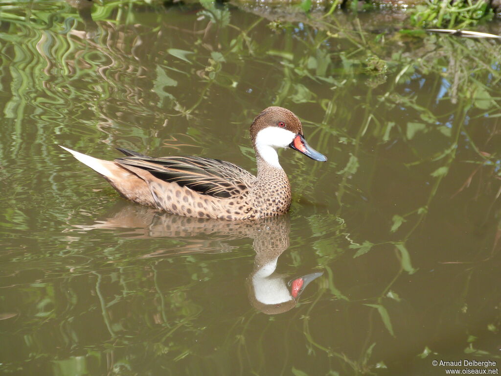 Canard des Bahamas