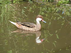 White-cheeked Pintail