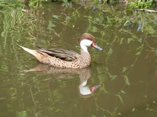 Canard des Bahamas