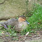 Canard des Philippines