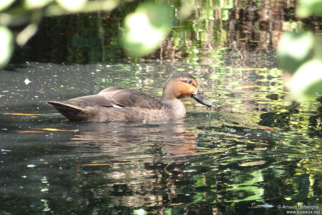 Philippine Duck