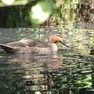 Canard des Philippines
