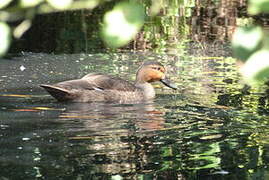 Canard des Philippines