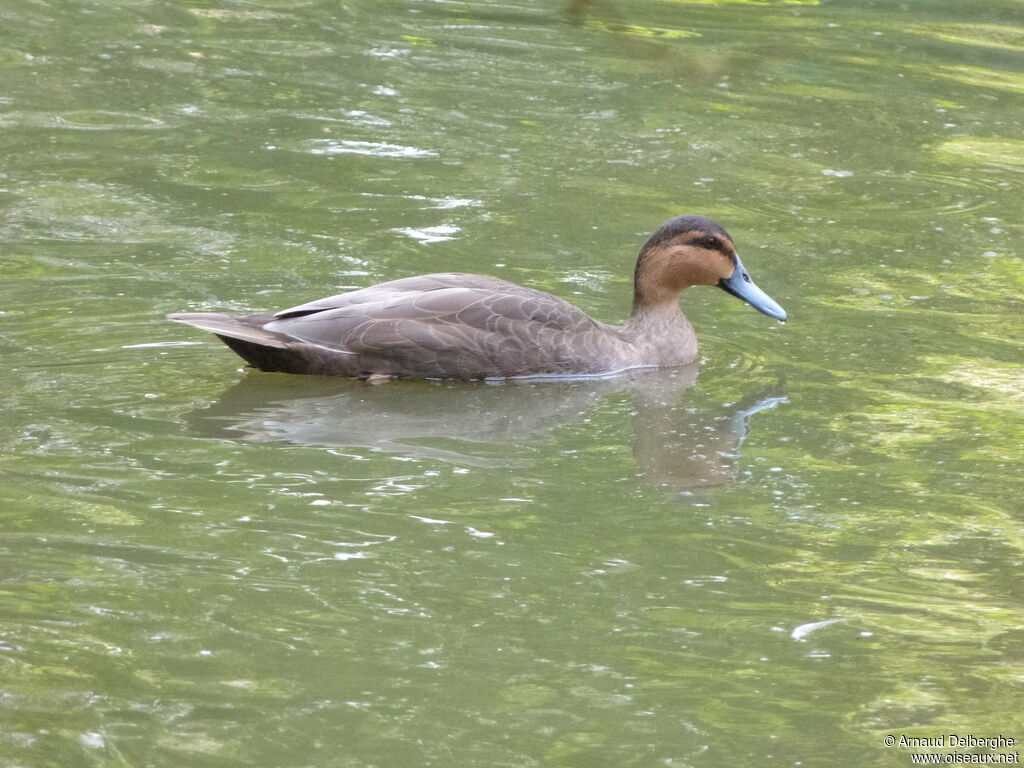 Philippine Duck