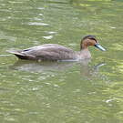 Canard des Philippines