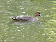 Philippine Duck