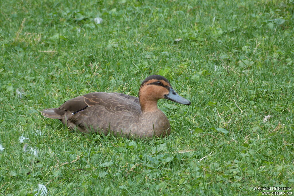 Philippine Duck