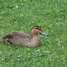 Canard des Philippines