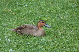 Canard des Philippines