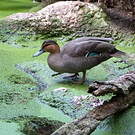 Canard des Philippines