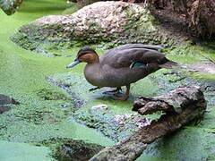 Philippine Duck