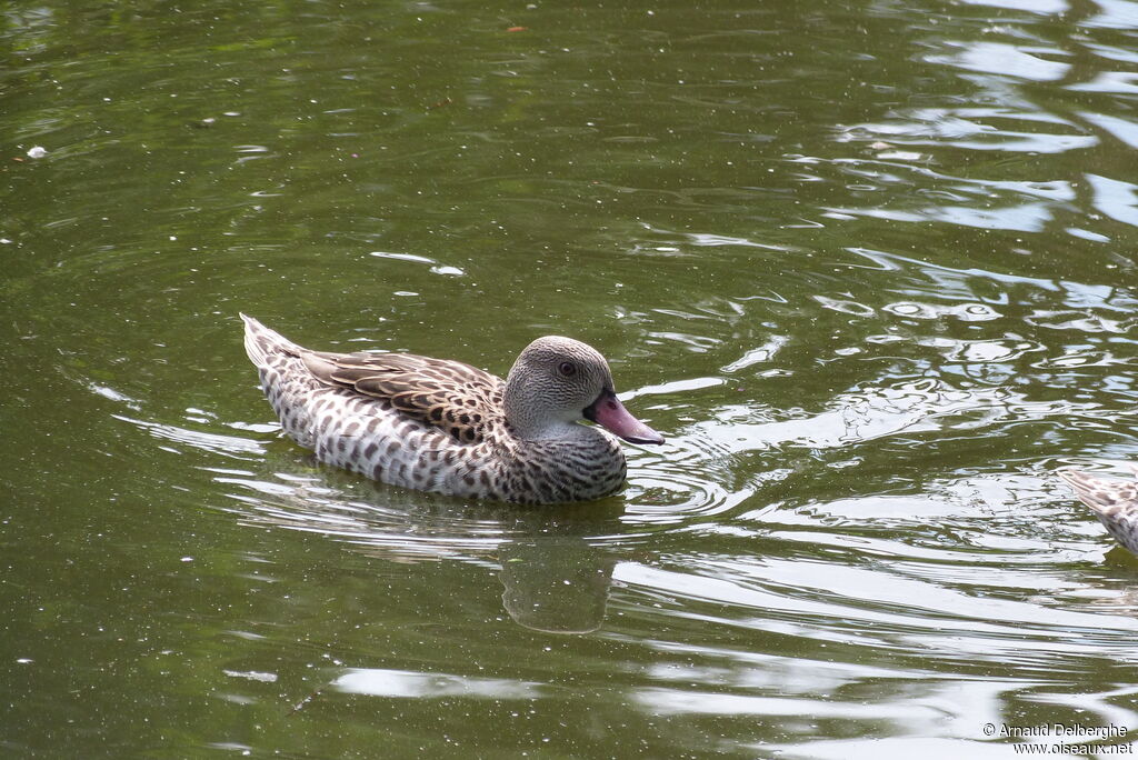 Cape Teal