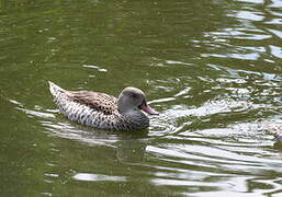 Cape Teal