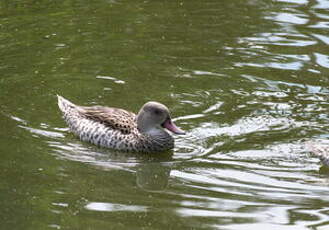 Canard du Cap