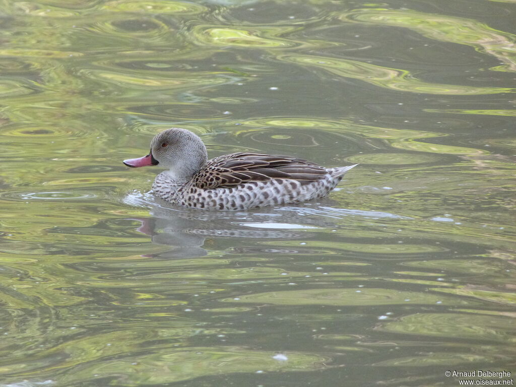 Canard du Cap